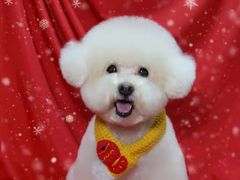 -小尾巴宠物店(万科·金域华庭店)