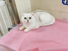 -北京观赏动物医院·24小时大型综合·猫专科·异宠专科