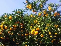 -涌泉保岛蜜桔