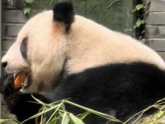 -都江堰中华大熊猫苑