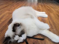 -猫十亿·布偶金渐层·曼基康矮脚猫舍(青年路店)