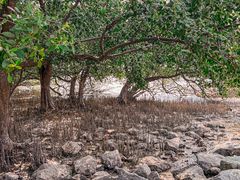 -宝安西湾红树林湿地公园