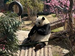 -青藏高原野生动物园