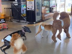 -百好乐宠物友好餐厅(朝外大街店)