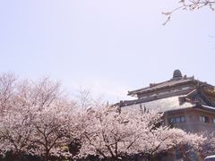 -武汉大学-樱园