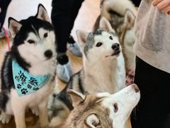 -Husky Go! 哈士奇体验馆·宠物咖啡厅狗咖