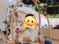 -Husky Go! 哈士奇体验馆·宠物咖啡厅狗咖