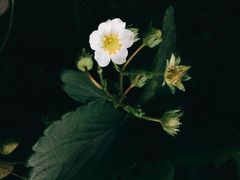 -大自然农场蔬菜草莓采摘园