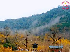 -千年银杏谷文化旅游区