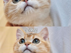 -lincat·猫舍(广州店)