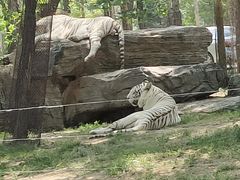 -秦皇岛野生动物园
