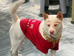-华兴街自力面店