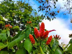 -中国科学院西双版纳热带植物园