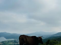 -大姆山草场