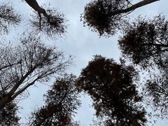 -小芝红树林