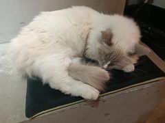 -浣熊柯尔鸭土拨鼠·电玩咖
