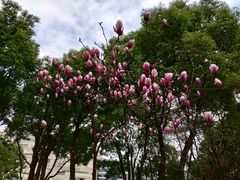 -重庆市江北嘴中央商务区中央公园