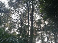 -铁山坪森林公园