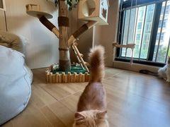 -唐小姐の私宠·宠物洗护美容·撸猫馆·购宠(周浦万达旗舰店)