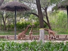 -北京野生动物园