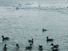 -深圳湾公园(南山区)