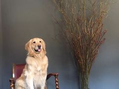 -百好乐宠物友好餐厅(朝外大街店)