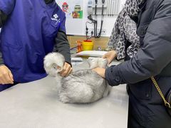 -爱侣宠医·鹦鹉专科·小型哺乳类·异宠专科(灵石路店)