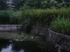 -成都市活水公园