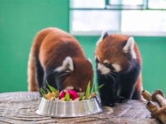 -海合安武汉极地海洋公园