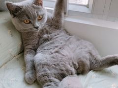 -lincat·猫舍(广州店)