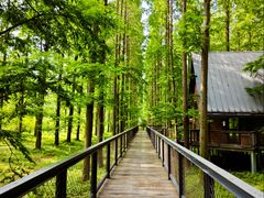 -黄海国家森林公园