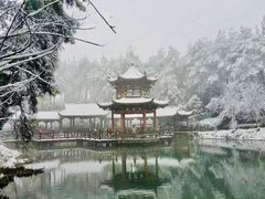 -铁山坪森林公园