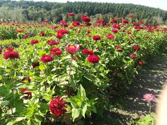 -莲花山花海