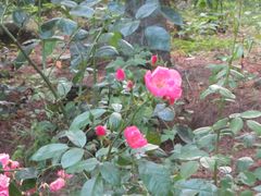 -洛阳白云山景区