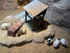 -酷嗒动物文化乐园(cutezoo西溪乐天城店)