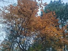 -冶父山国家森林公园