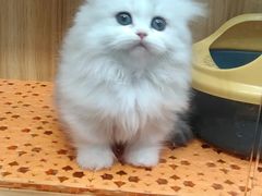 -欣宠猫屋·矮脚拿破仑·蓝金金渐层