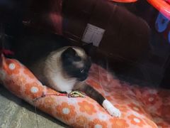 -猫咪博物馆(顶澳仔猫街店)