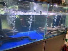 -本炙炭烤·蒲烧活鳗料理店(金沙洲店)