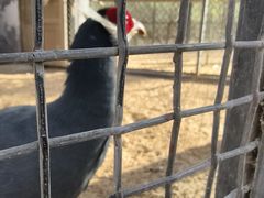 -石家庄市动物园