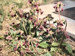 -野鸭湖国家湿地公园