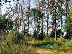 -上海长兴岛郊野公园