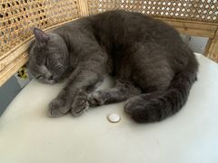 -共舞时光猫咖·狗咖(新街口店)