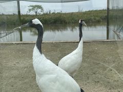 -盐城丹顶鹤湿地生态旅游区