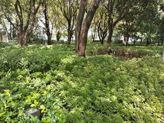 -北外滩滨江绿地