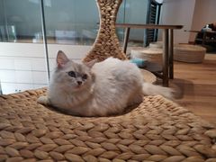 -瞄一喵猫咖(格力海岸店)