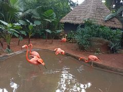 -海南热带野生动植物园