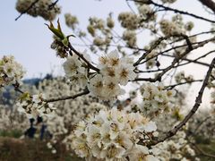 -樱桃山旅游景区