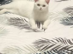 -宠颐生宠物医院·心肾内科·猫专科诊疗中心宠巢店