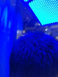 -碧莲盛·不剃发植发